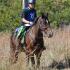20-year Young TWH and Junior Rider Tops in Nation